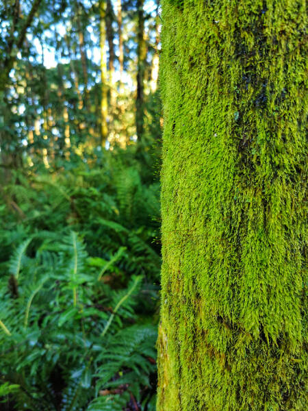 Mt Macedon 30 April 2022 ，Leader:Fiona Hare | Bayside Bushwalking Club