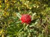 I didn't know that Waratahs also grow in Victoria!  Here is a lovely one at Marysville ...