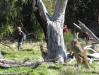 Curious kangaroo family 
