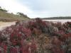 Samphire  salt bush - Lake Becking