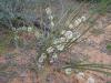 Lomandra leucocephala - Woolly Mat-rush