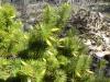 Pine Heath - Astroloma pinifolium