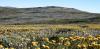 Helichrysum on the high plains