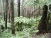 Mountain ash and tall tree ferns