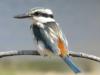 Red Backed Kingfisher at Finke River
