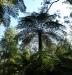 Looking up through a canopy of tree ferns 
