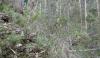Banksia marginata, steep slopes ...