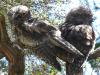 Tawny Frogmouths in our ti tree